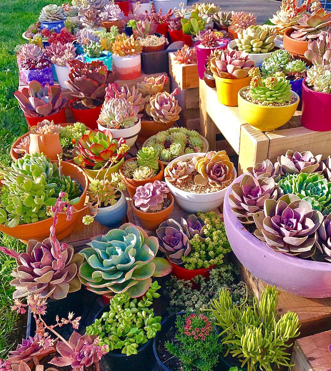How to Grow and Care for Container... - World of Succulents