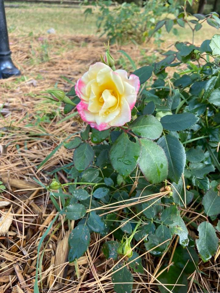 The Farmstead Rose Co-op would like... - Farmstead Rose Co-op