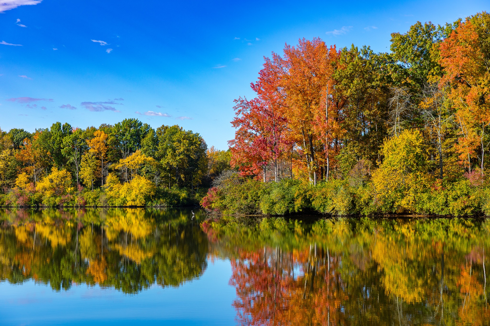 The yellow garden... - University of Illinois Extension | Facebook