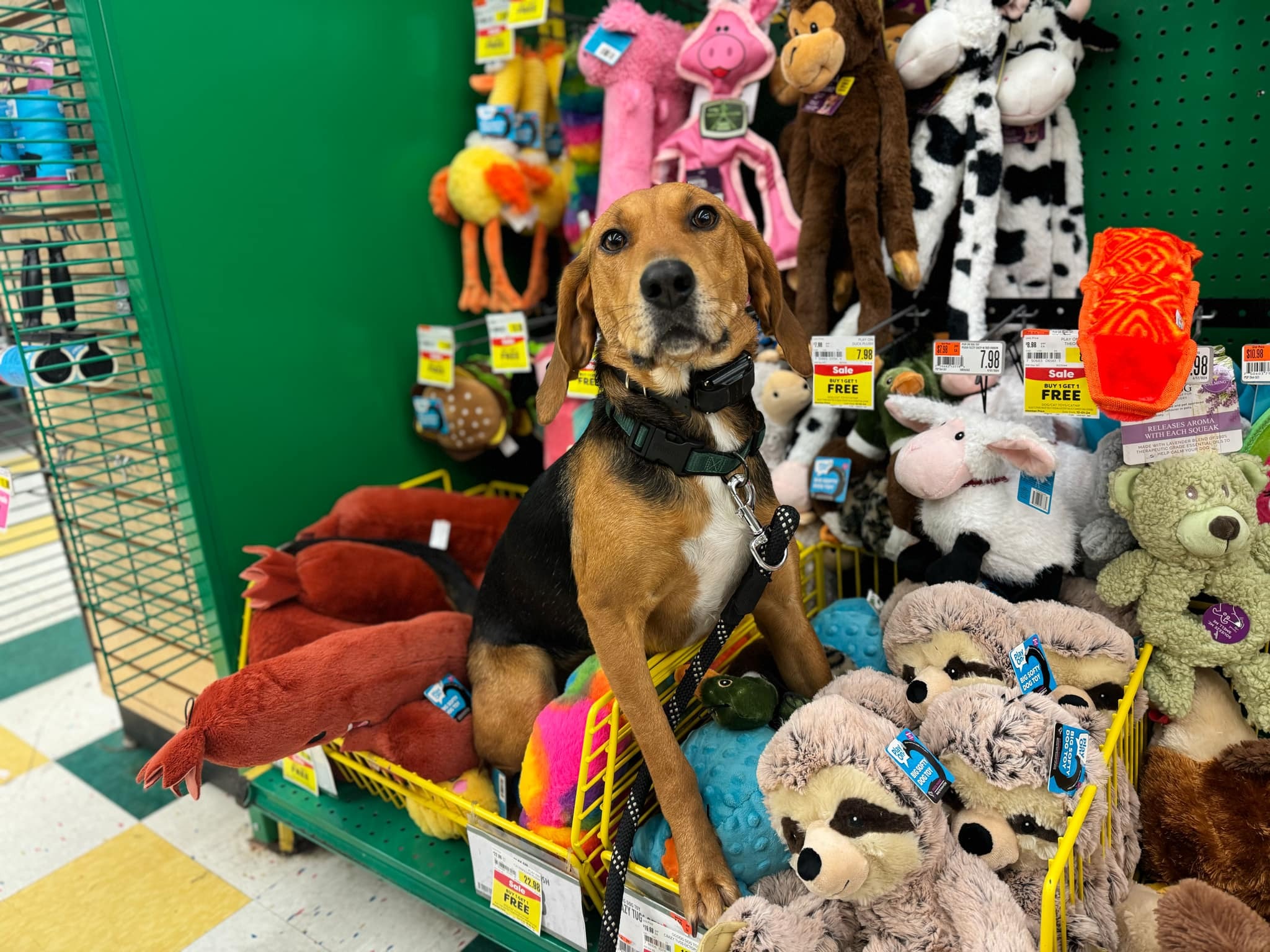 Pet Supplies Plus Bethel Park