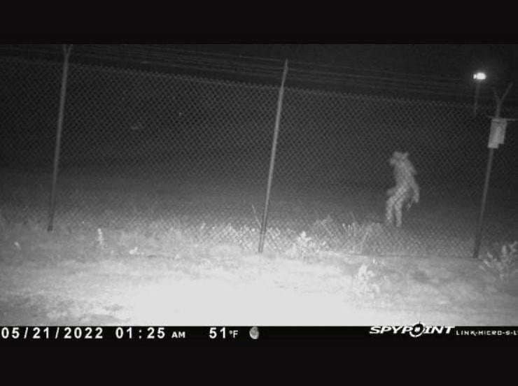 National Cryptid Society - Strange creature caught on security camera ...