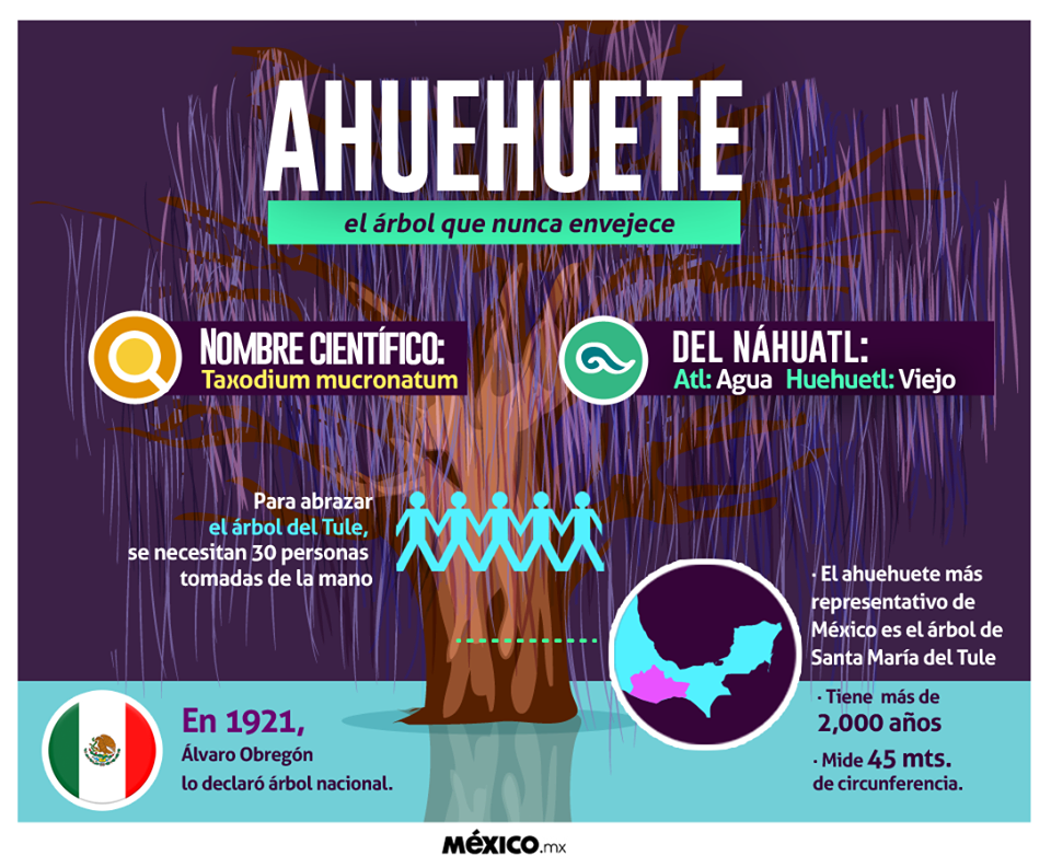 Mexico.mx - El #Ahuehuete es el árbol nacional. Se le ve a...