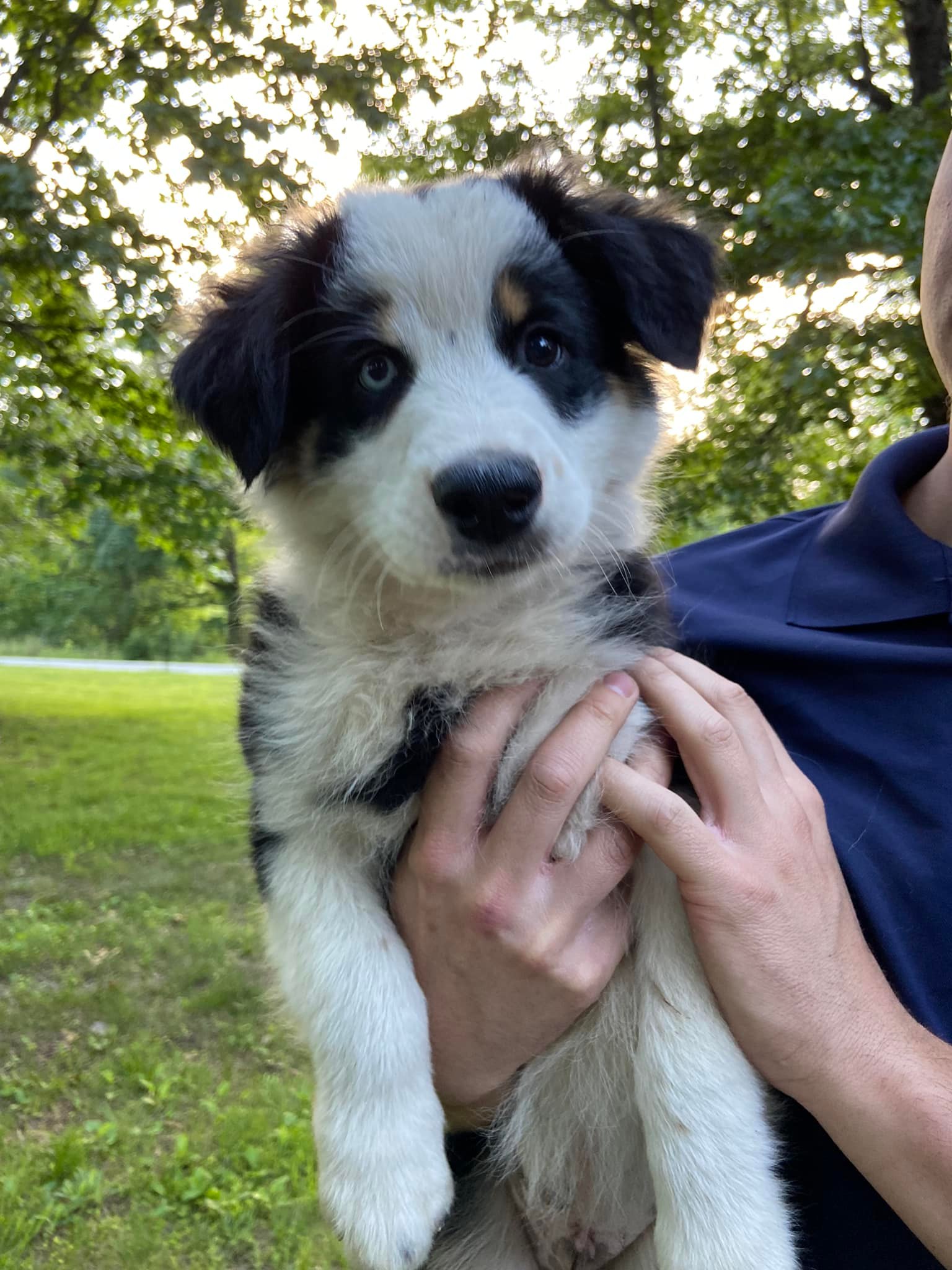 Feaster Branch Mini Aussies... - Feaster Branch Mini Aussies