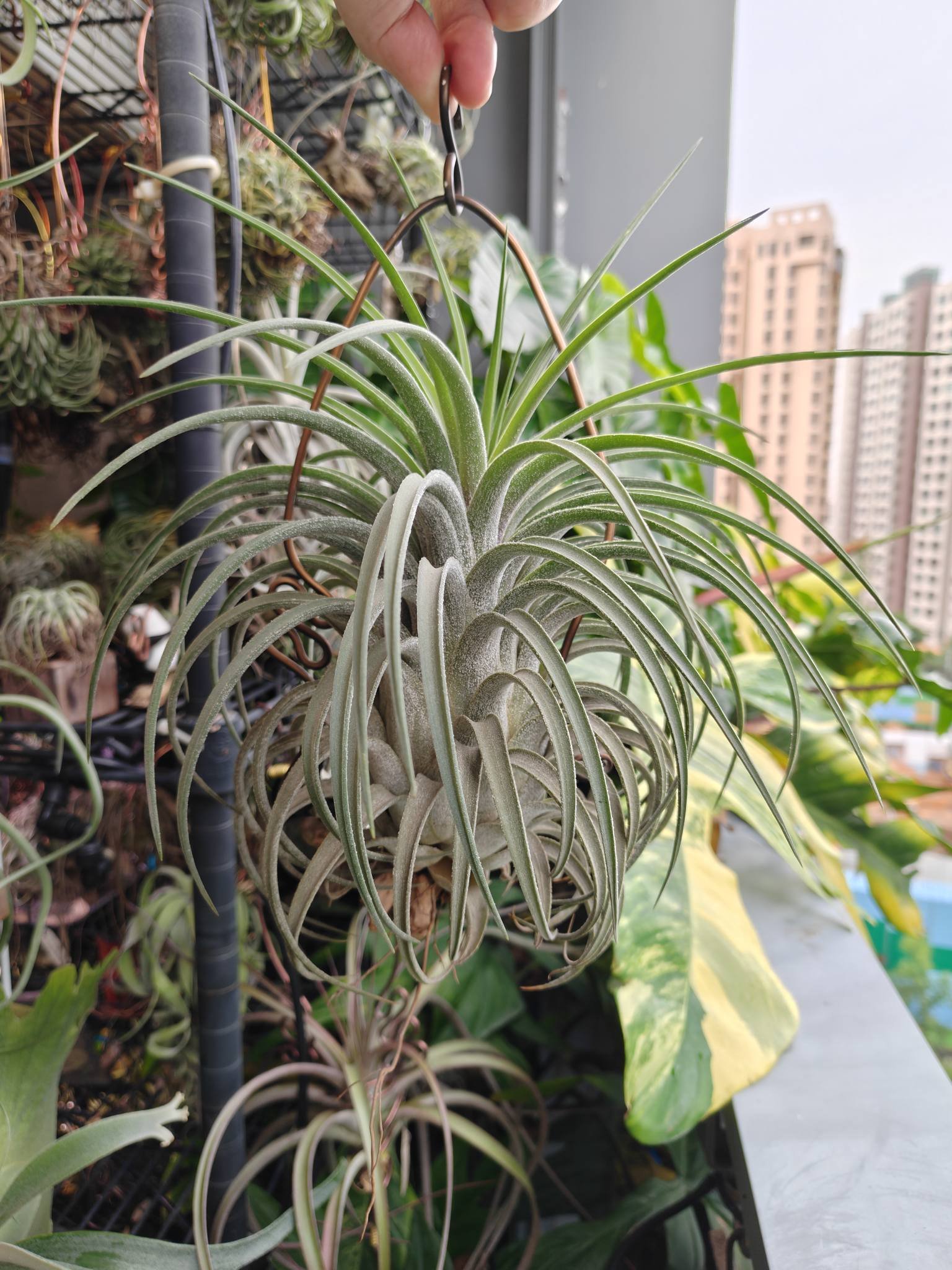 Tillandsia 'Twisted Predator' air plant growth