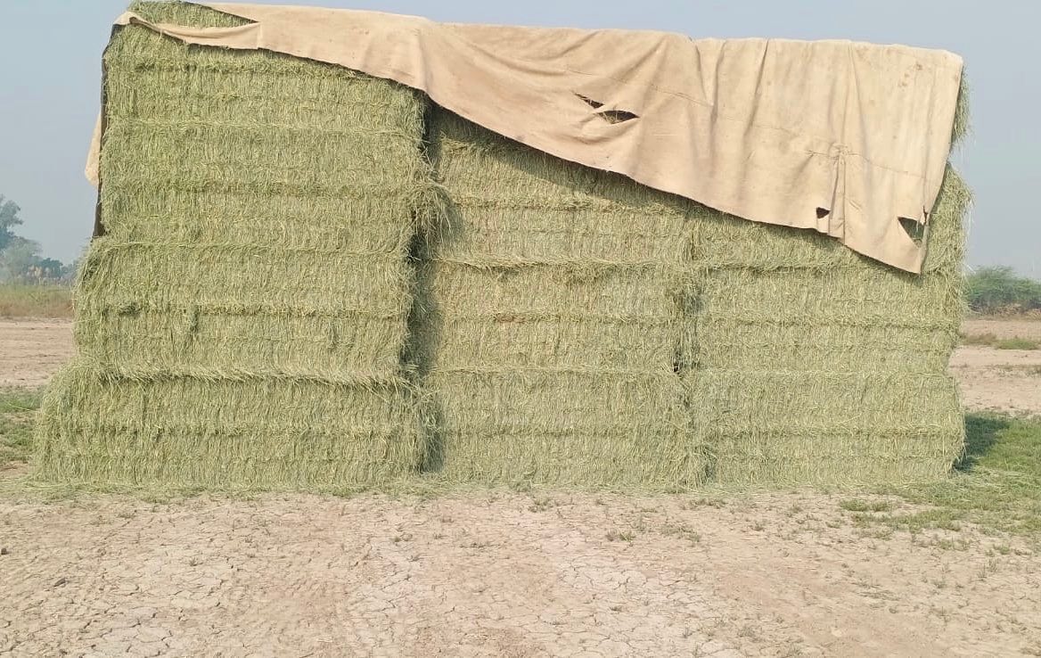 Hania Trading Sikka Exports | Jalalpur Pirwala