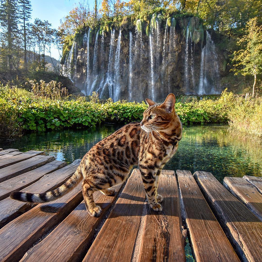 Instacatsofficial - 𝙄𝙛 𝙮𝙤𝙪'𝙧𝙚 𝙖 𝙘𝙖𝙩 𝙡𝙤𝙫𝙚𝙧, 𝙢𝙖𝙠𝙚 𝙨𝙪𝙧𝙚 𝙩𝙤 𝙛𝙤𝙡𝙡𝙤𝙬 𝙪𝙨 𝙃𝙚𝙧𝙚 ...