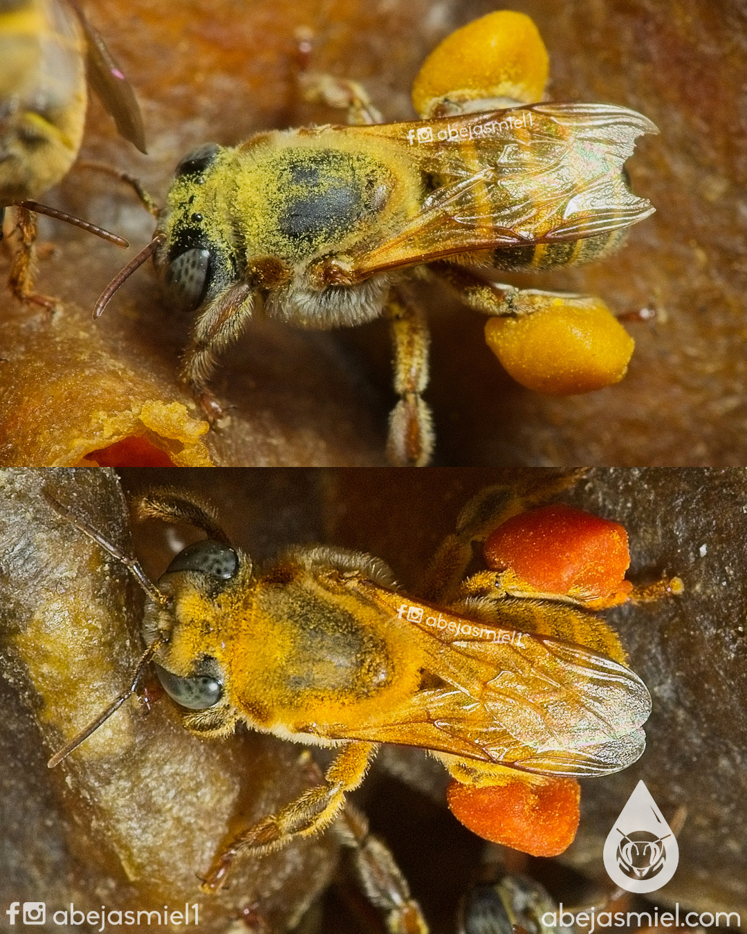 Abejasmiel - Vemos dos abejas de la misma especie de abejas sin aguijón ...