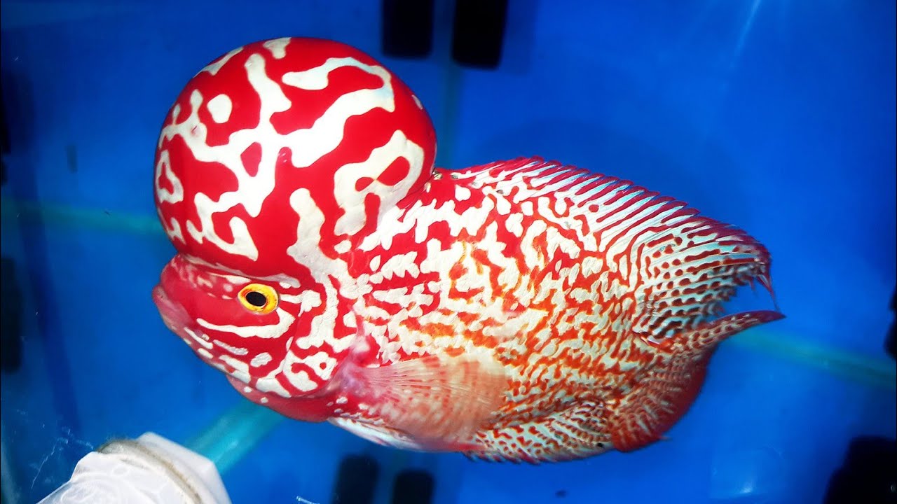 Cá La Hán - FlowerHorn Fish