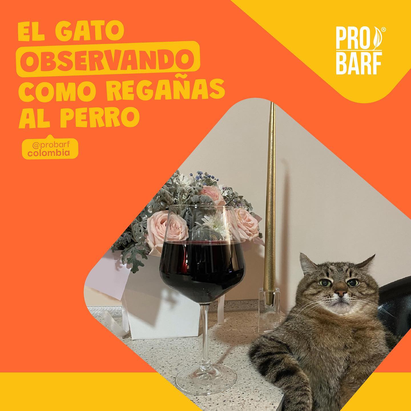 Pro Barf - Ellos son los reyes de la casa… y lo saben 😼... | Facebook