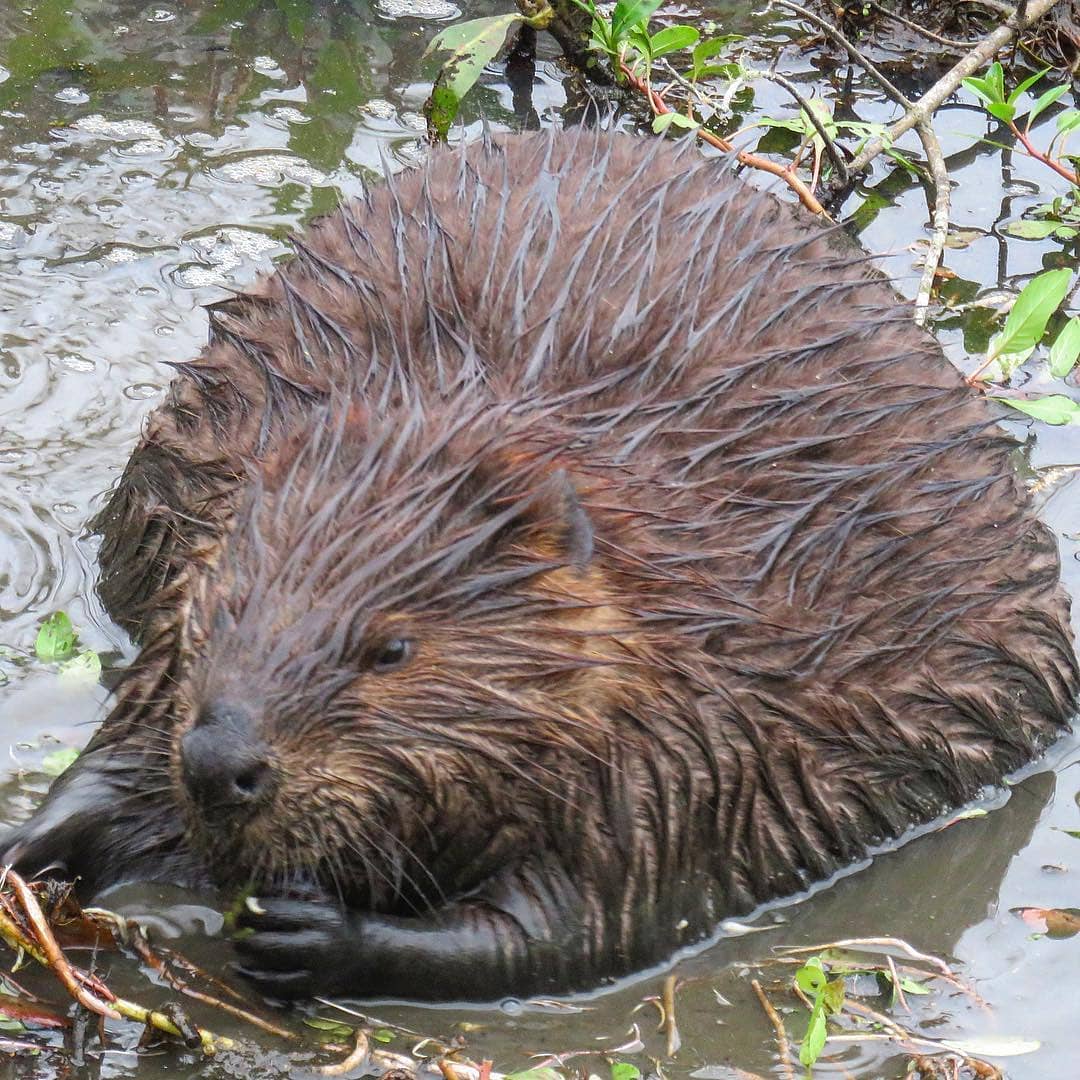 I love Beaver Utah - Random beaver shot for today! Follow 👇👇👇 ...