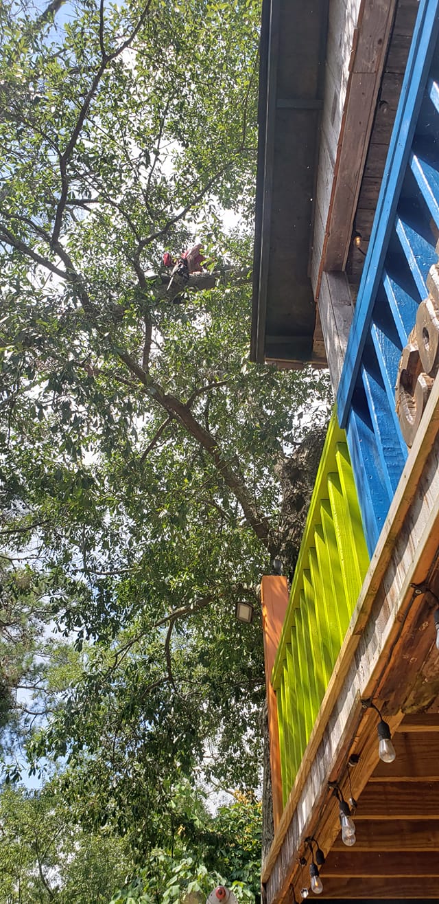 Rigging out a big oak limb over an... - William of the Woods