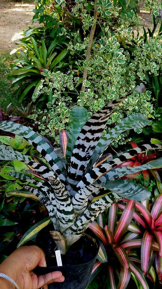 My favorite Aechmea Black Ice ( white)
