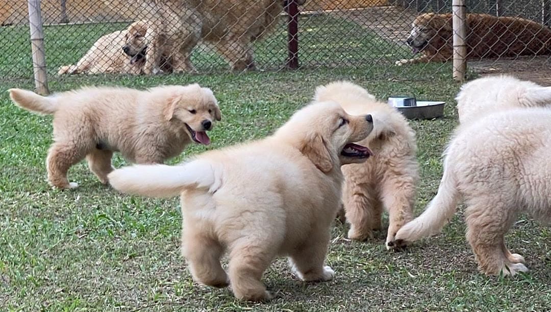 Healthy and pure breed golden retriever puppies available | Ludhiana
