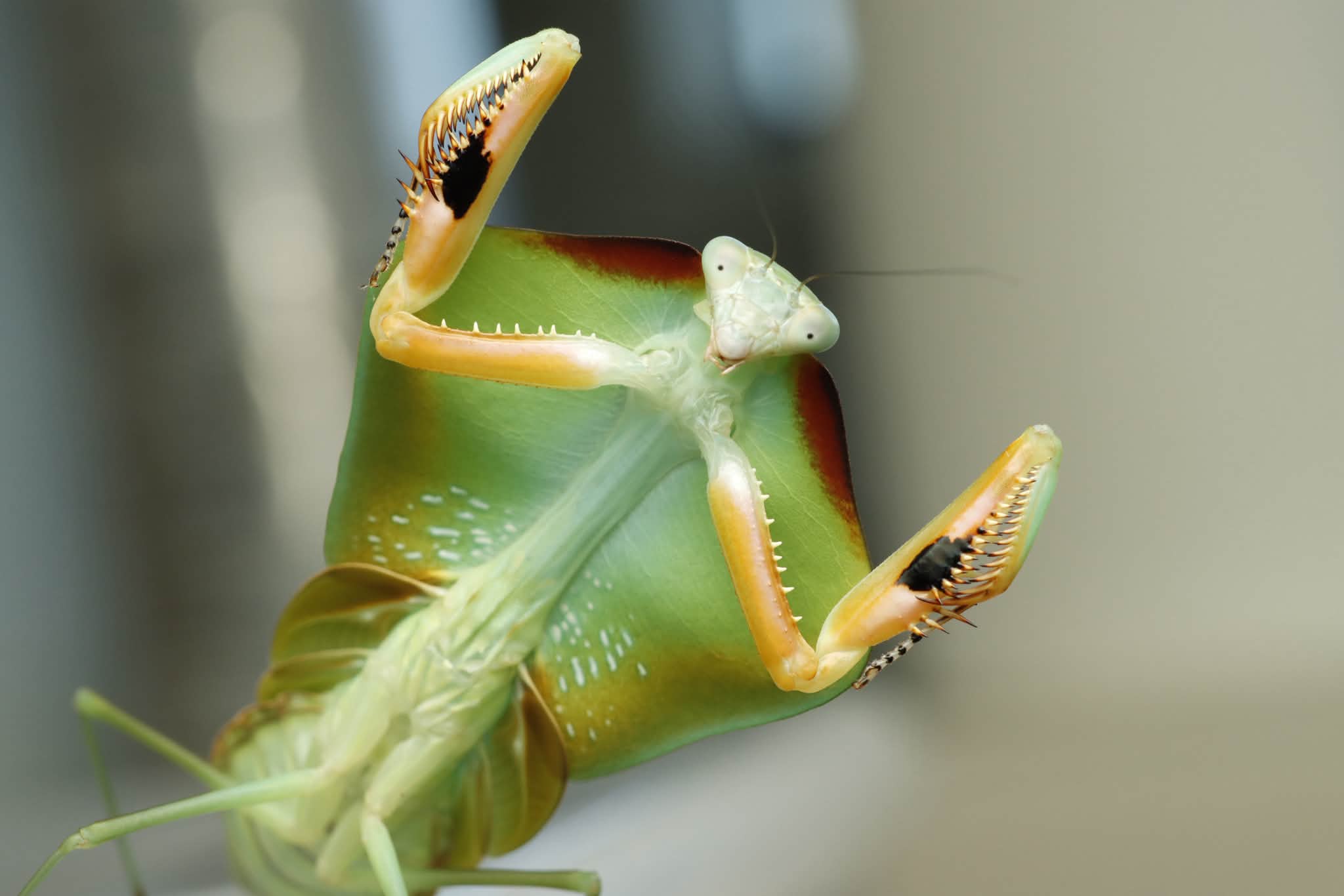 Choeradodis stalii