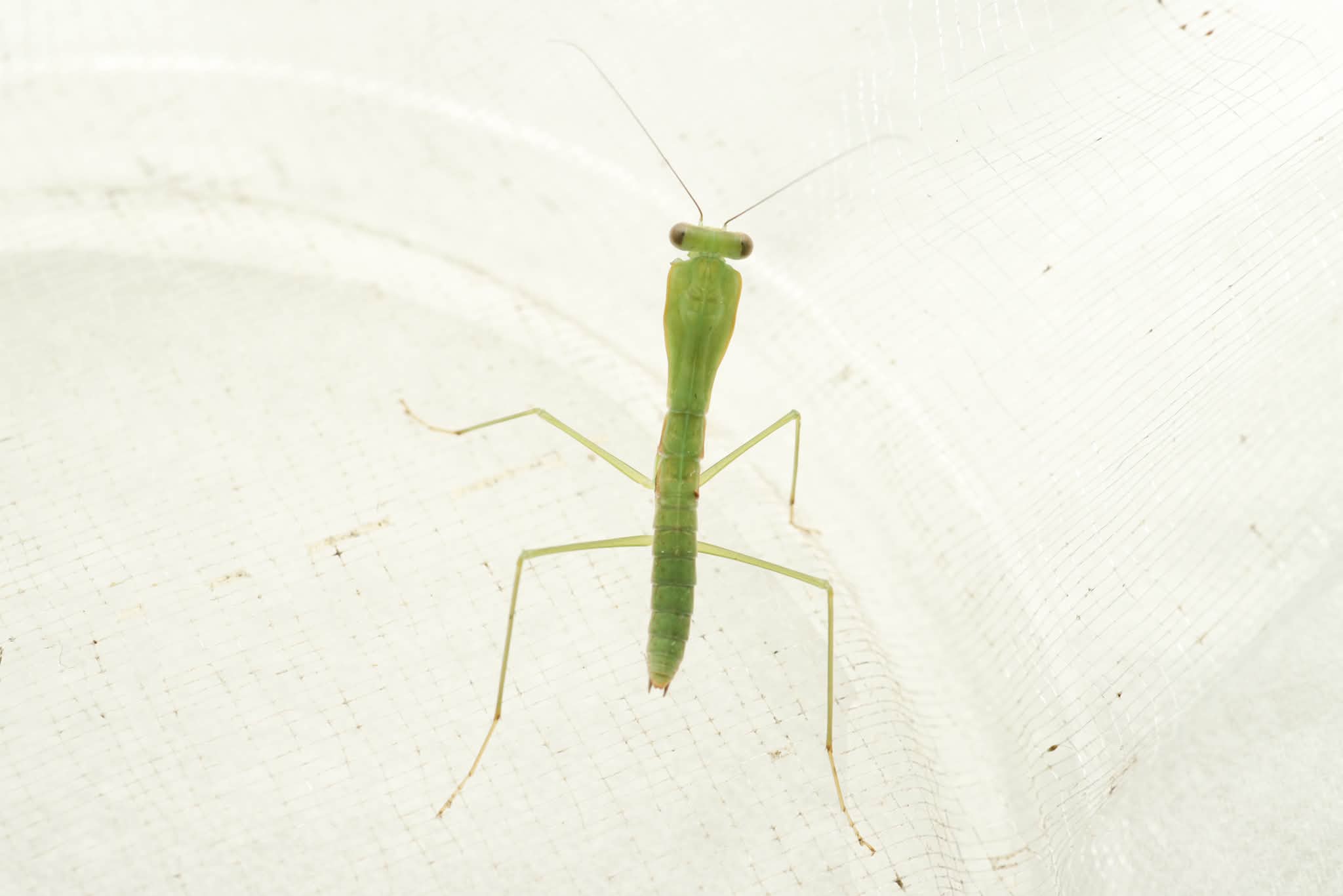 Choeradodis stalii