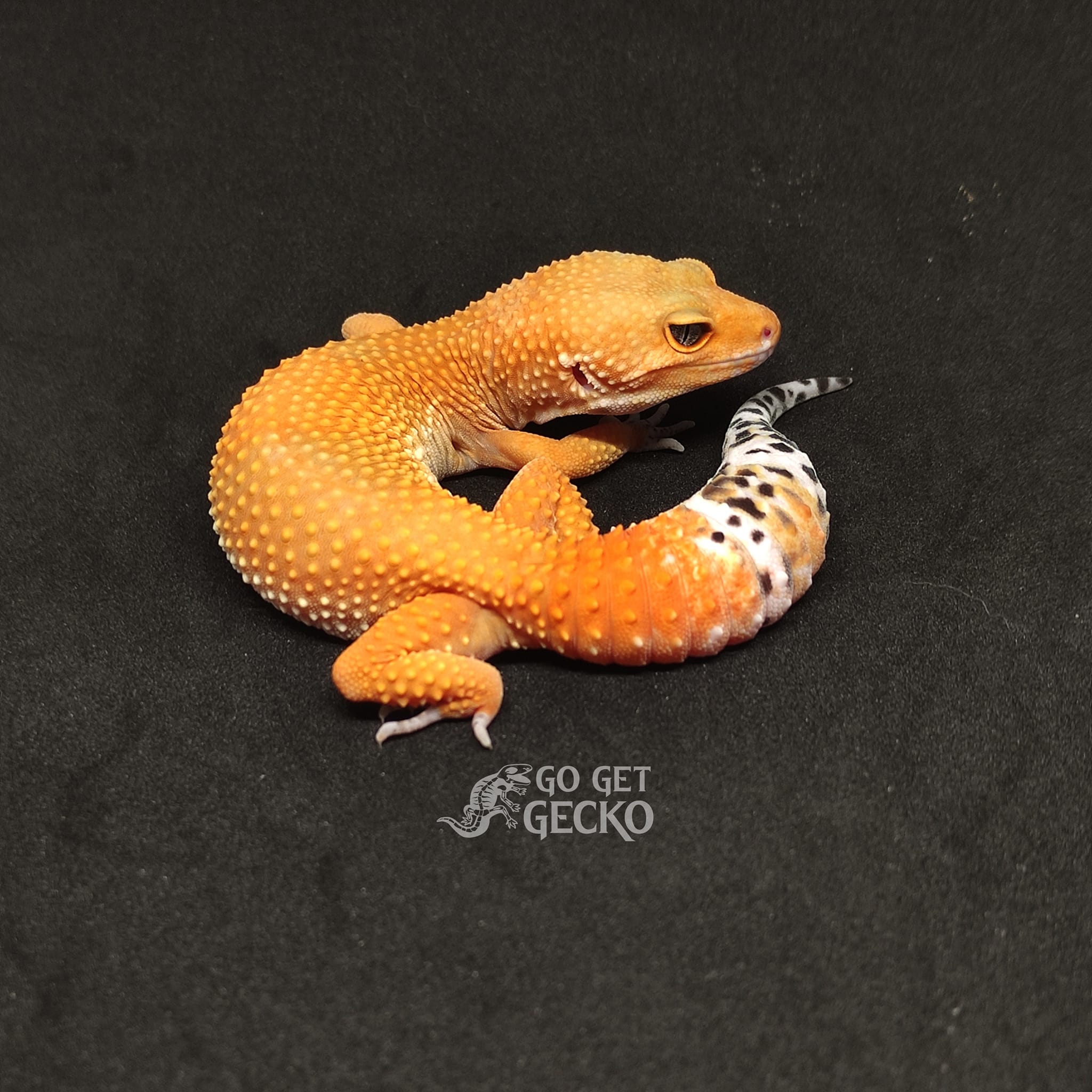 Go Get Gecko | Quezon City