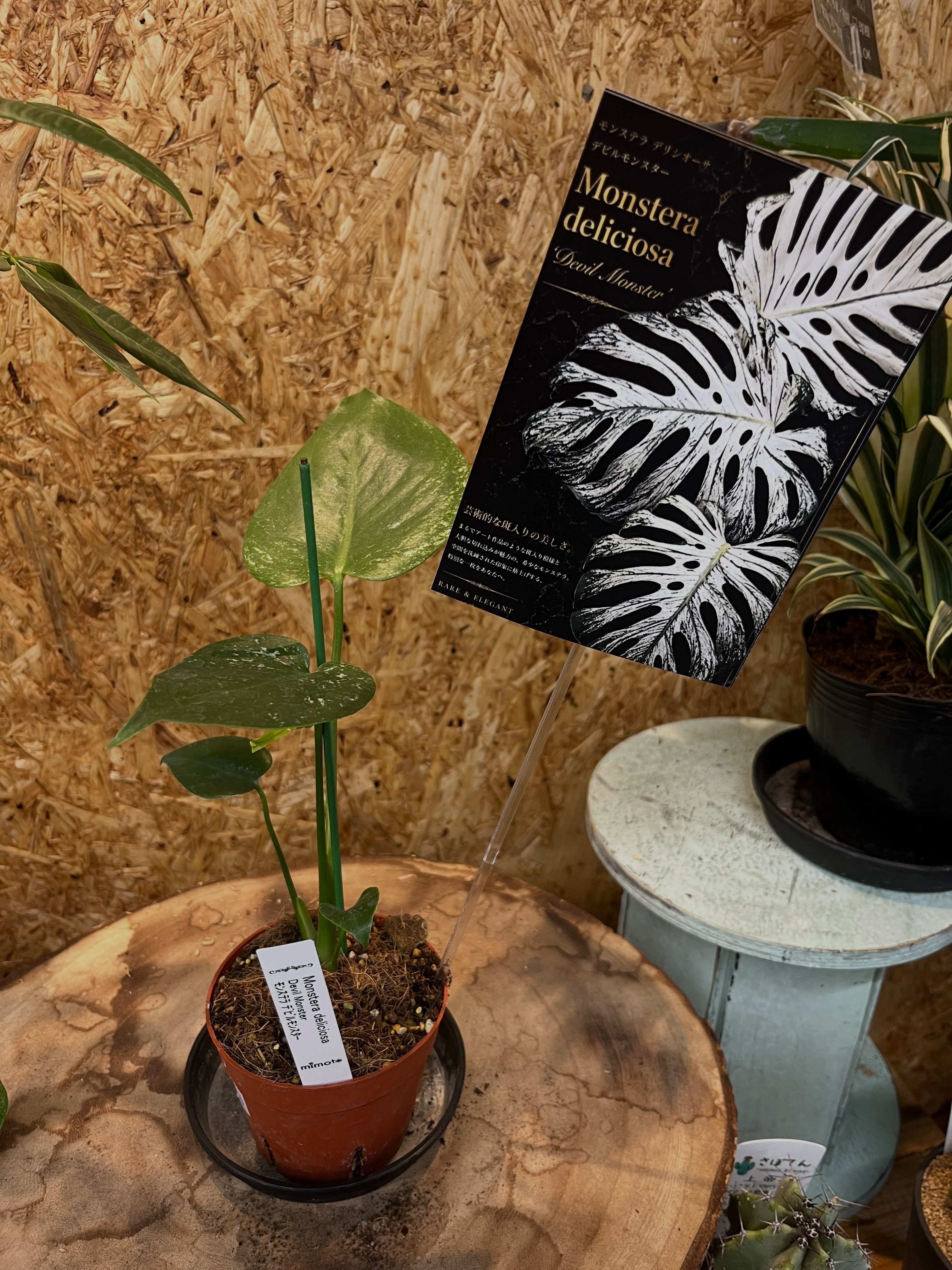 🌿激レア植物入荷🌿 モンステラ デビルモンスター 3寸 30,800円（税込