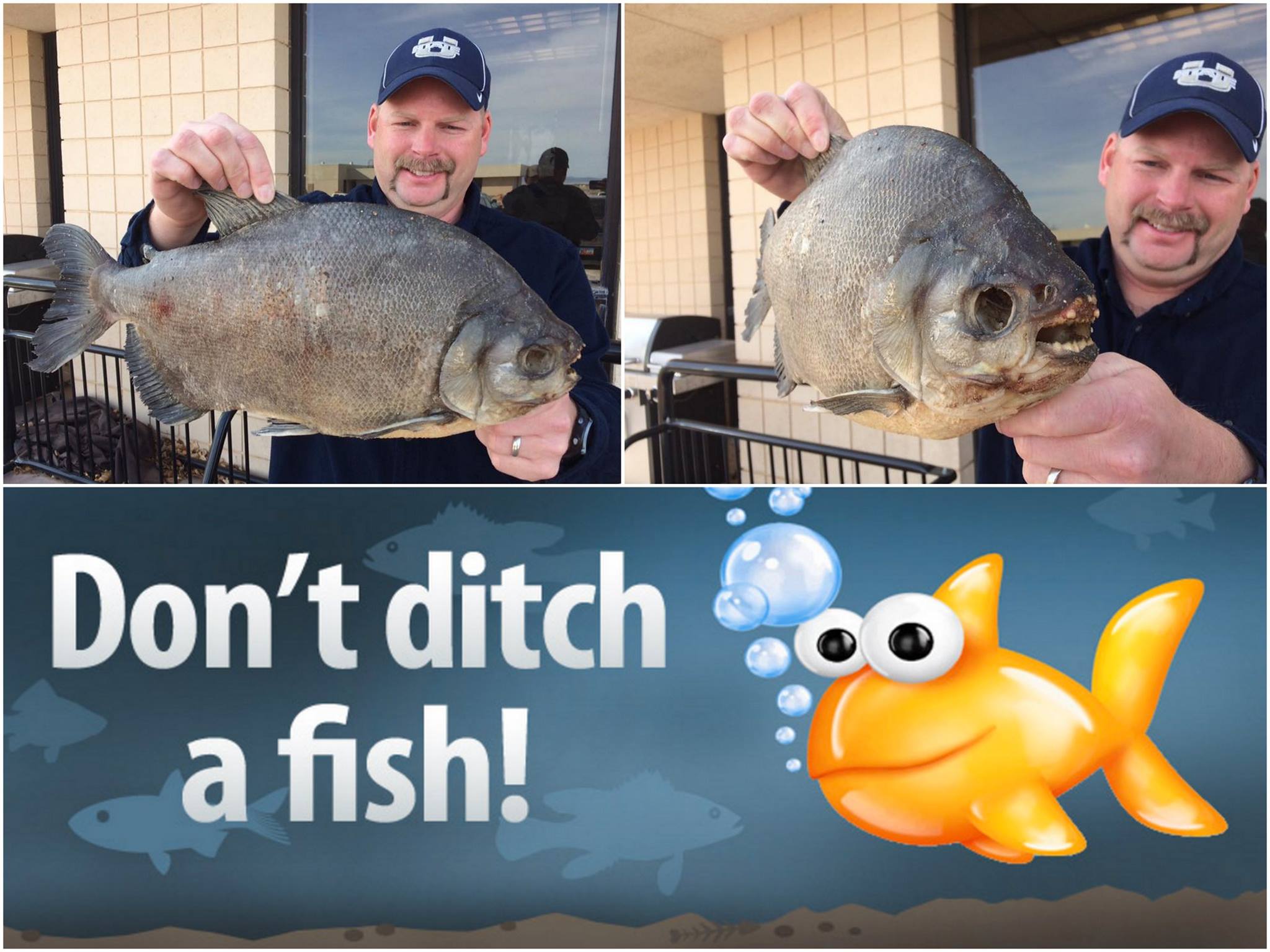 Utah - Don't ditch a fish, folks! This pacu was found dead on the shore ...
