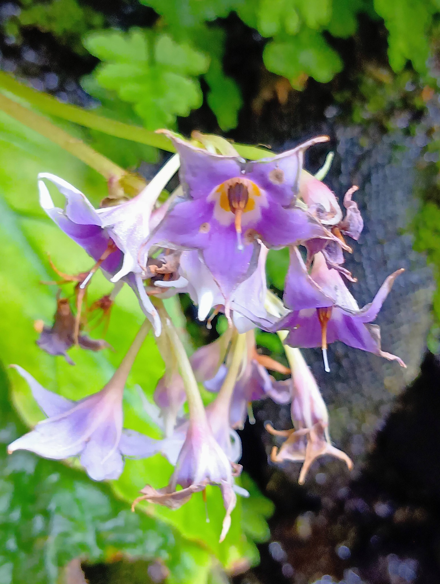 ニオイバンマツリ (匂蕃茉莉)ナス科の植物 蕾が宇宙人みたい！ 一年に