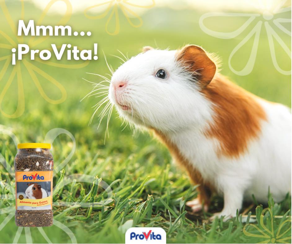 ProVita Pets - ProVita Alimento para Guimo es un... | Facebook
