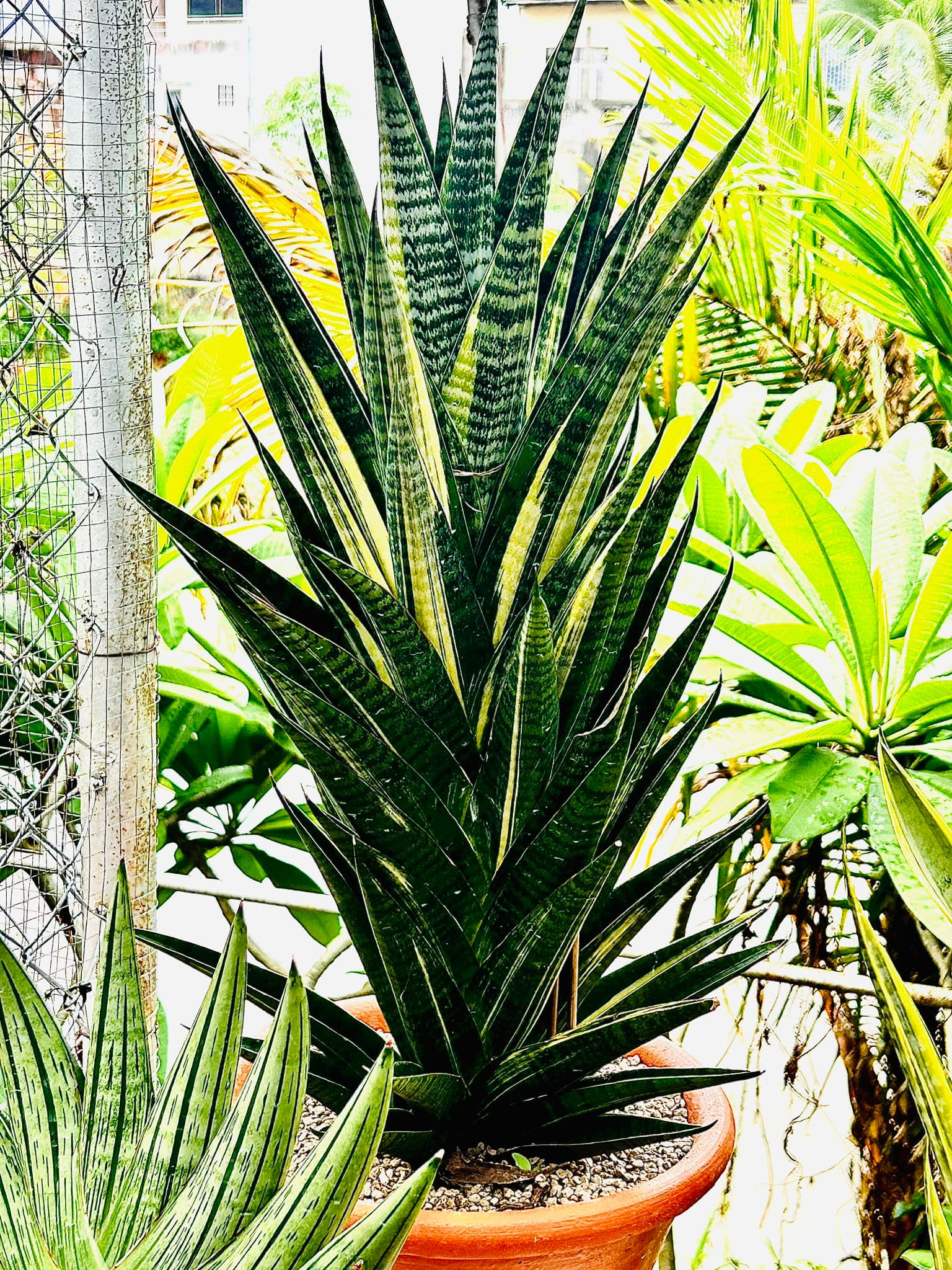 Sansevieria Himalayan,Pattaya,Buntheing,Asancaya and Rock man