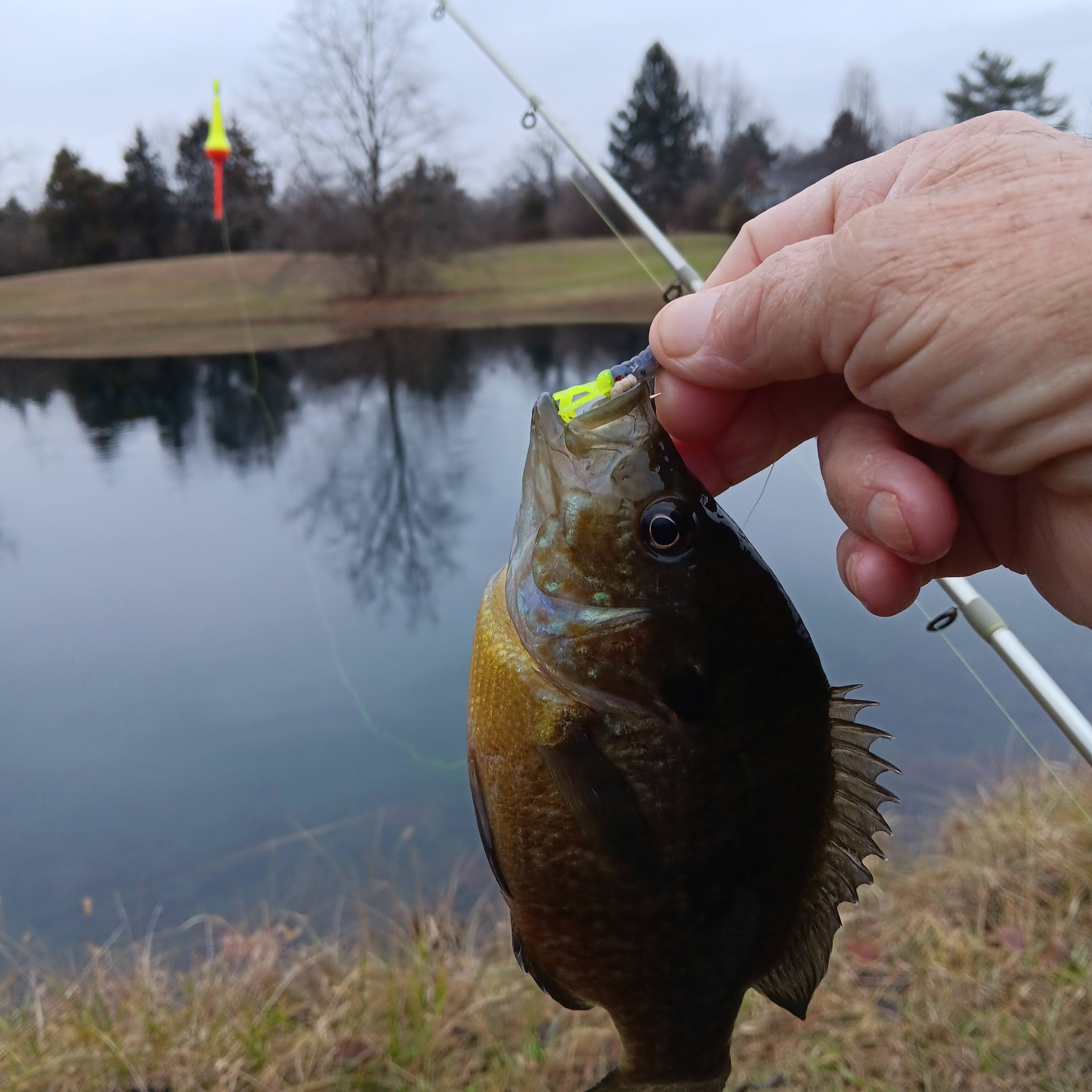 jansport backpack dark red Texas Tech swimbait fishing lures bass spinnerbait smallmouth large mouth big largemouth trout plastic hook hooks gift strike king fish pro bait lure shad swim musky muskie heads soft jig rigs Shadalicious body paddle tail bite tungsten weighted spinner spin With its stylish design ANACONDA – S | Color:Copen Blue Crosshatch