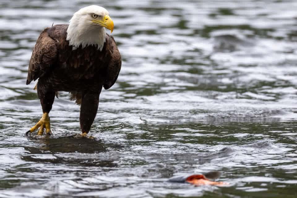 4th of July events in Soldotna area? - Facebook