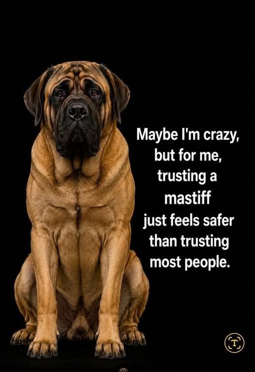Colossal Mastiffs and Bulldogs | Arma KS