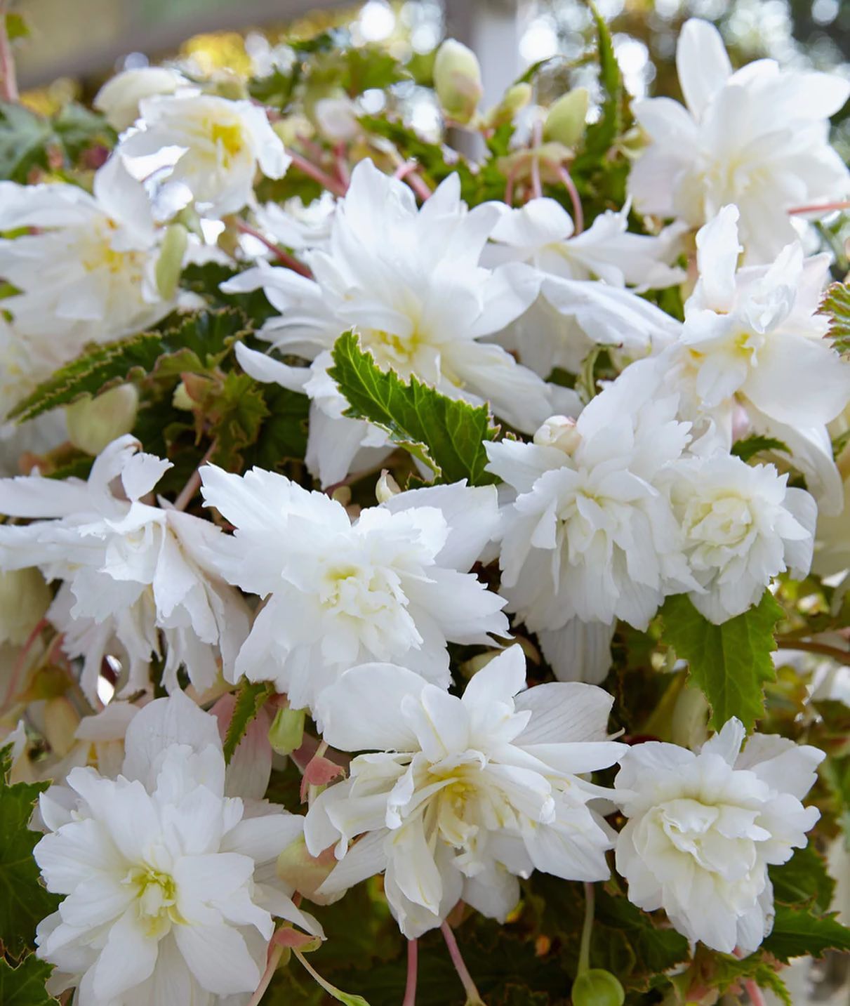 Farmer Gracy - Highlight the shadier parts of your garden...