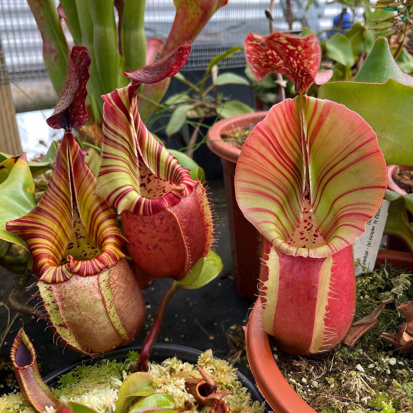 Nepenthes 'Candy Dreams' Re-0018 from Redleaf Exotics