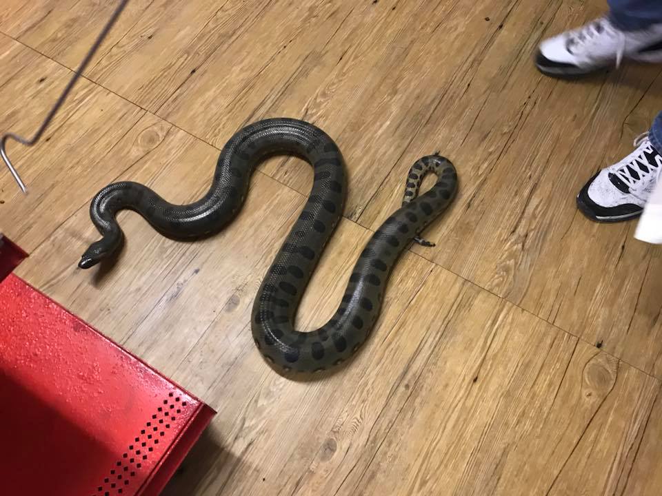 Dream snake ✔️ T+ Albino Green Anaconda