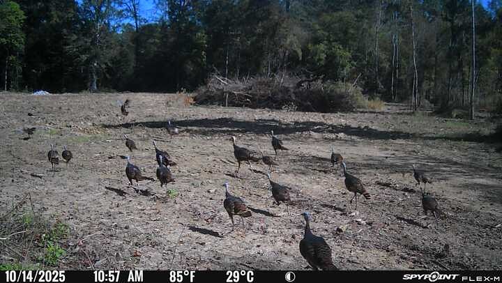 Wildlife - 👀🦃 The hens are forming up in their winter flocks, and from ...