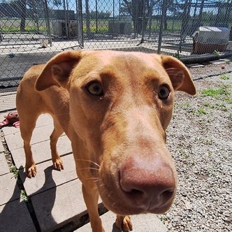 From too scared to be touched... - Wood County Humane Society | Facebook