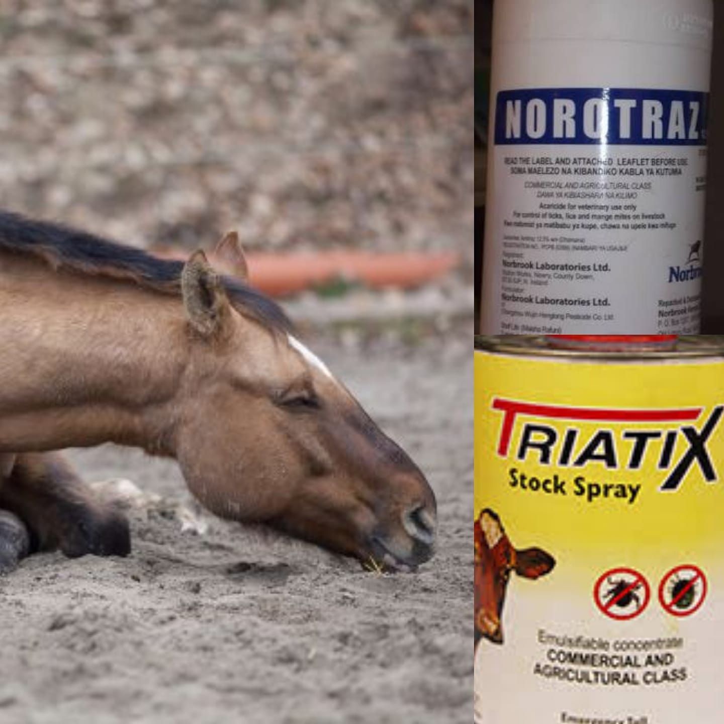 North - ***!!!***SERIOUS WARNING TO ALL HORSE OWNER***!!!*** PLEASE ...