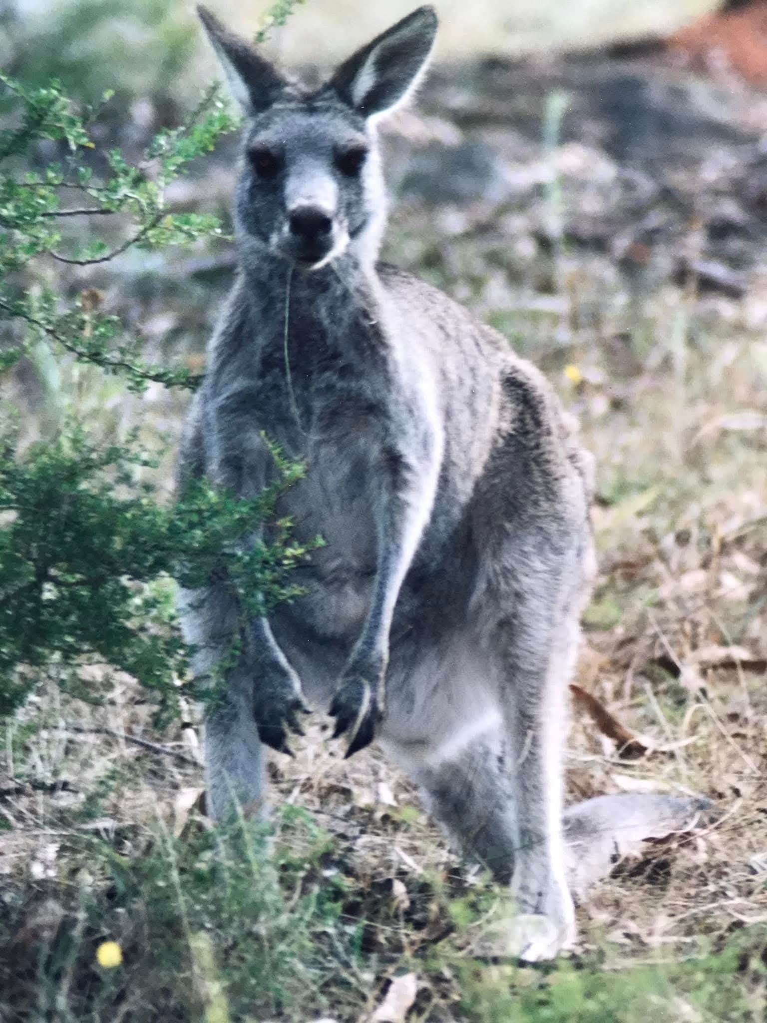 GippsNews - In the misty green hills of Gippsland where tall eucalypts ...