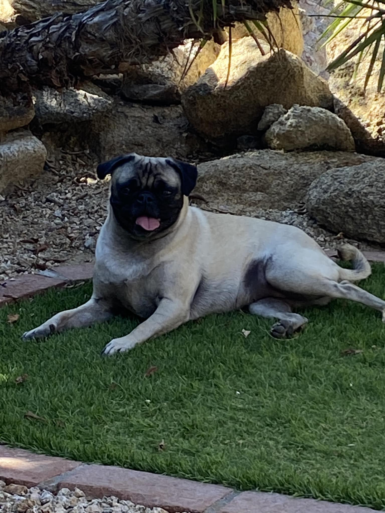 Happy Father's Day to all the Pug Dad's!💙🐾💙