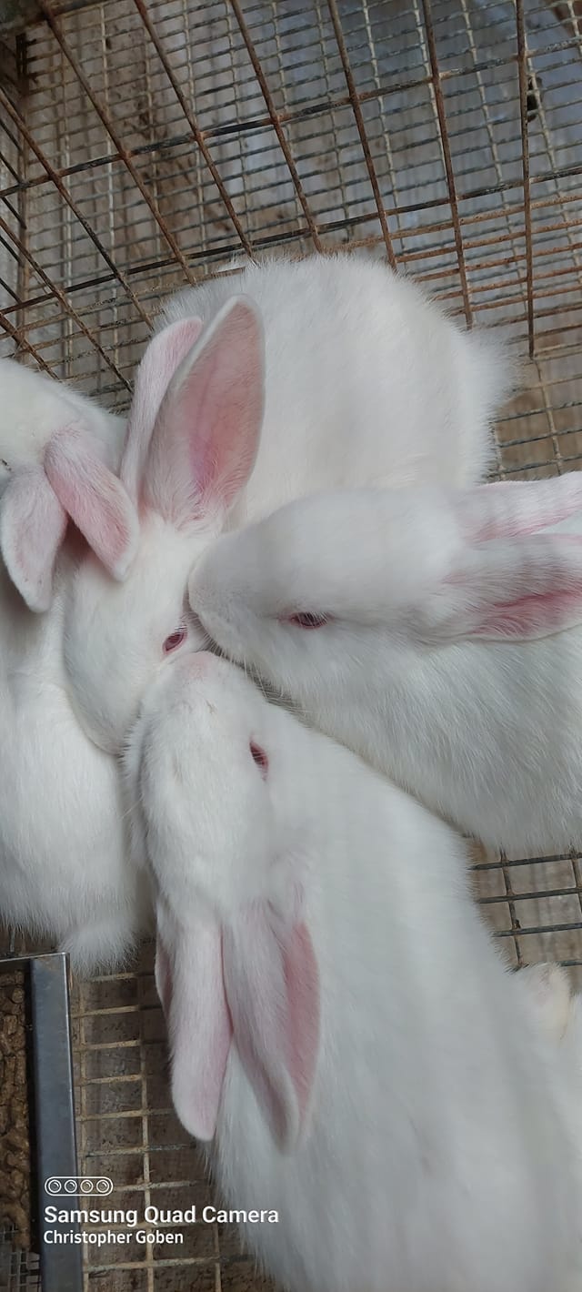 Southwest Missouri rabbit breeders and sellers | Hi everyone! I’m ...