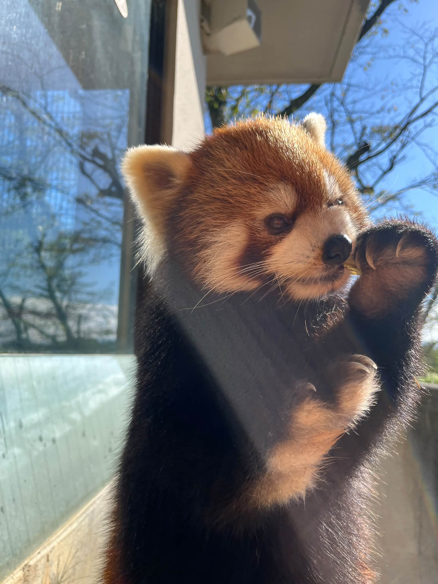 リンゴを食べるかんた🍎 右手の位置が良いですね😊 #鯖江市西山動物園
