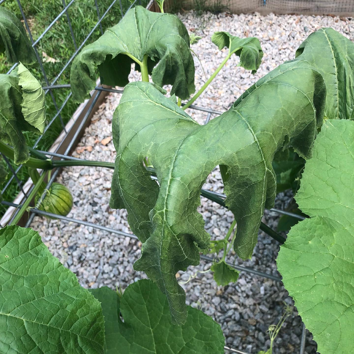 😱surgical removal of squash vine... - Little Garden Starter | Facebook