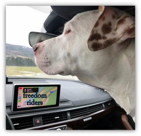 Freedom Riders - A Volunteer Based Group for Transporting ACC Dogs ...