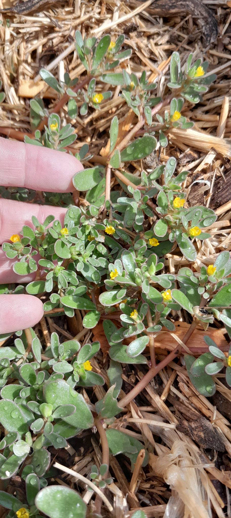 I finally got Purslane established thanks to a certain 🐸 friend!!! So excited!! I am letting it flower and produce seed for me and spreading to other spots in the food forest!!!