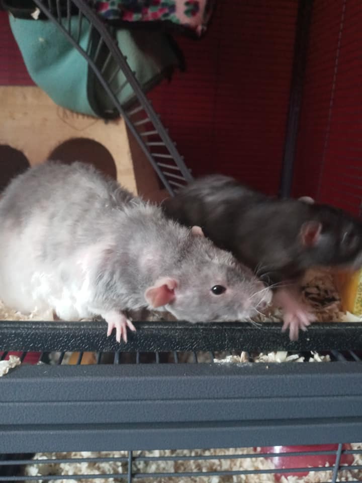 Tails of Talos Rattery | New Britain CT