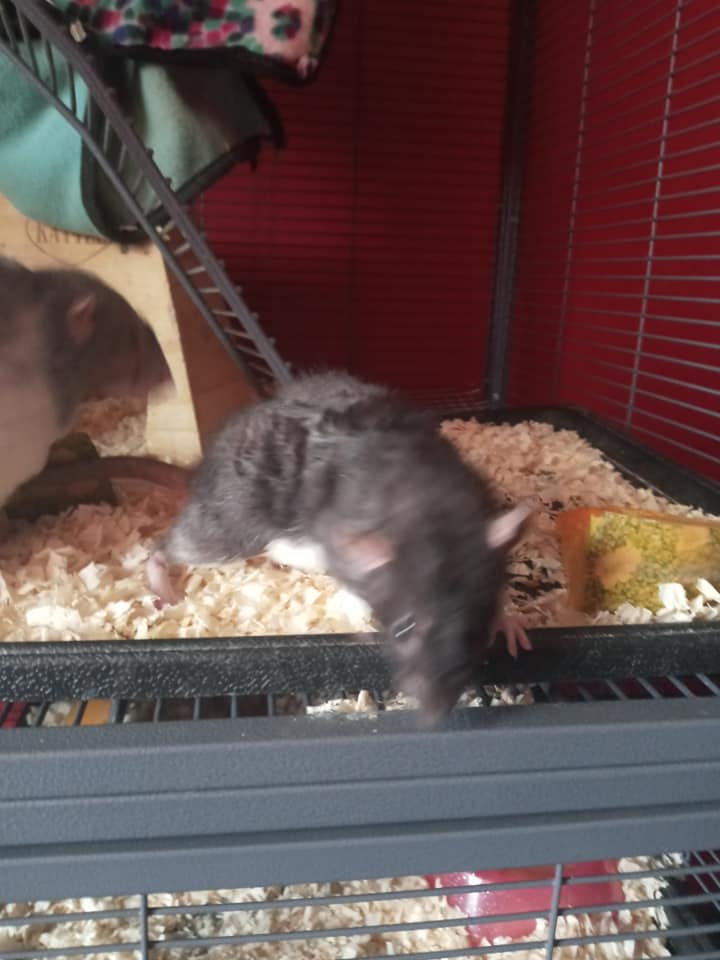 Tails of Talos Rattery | New Britain CT