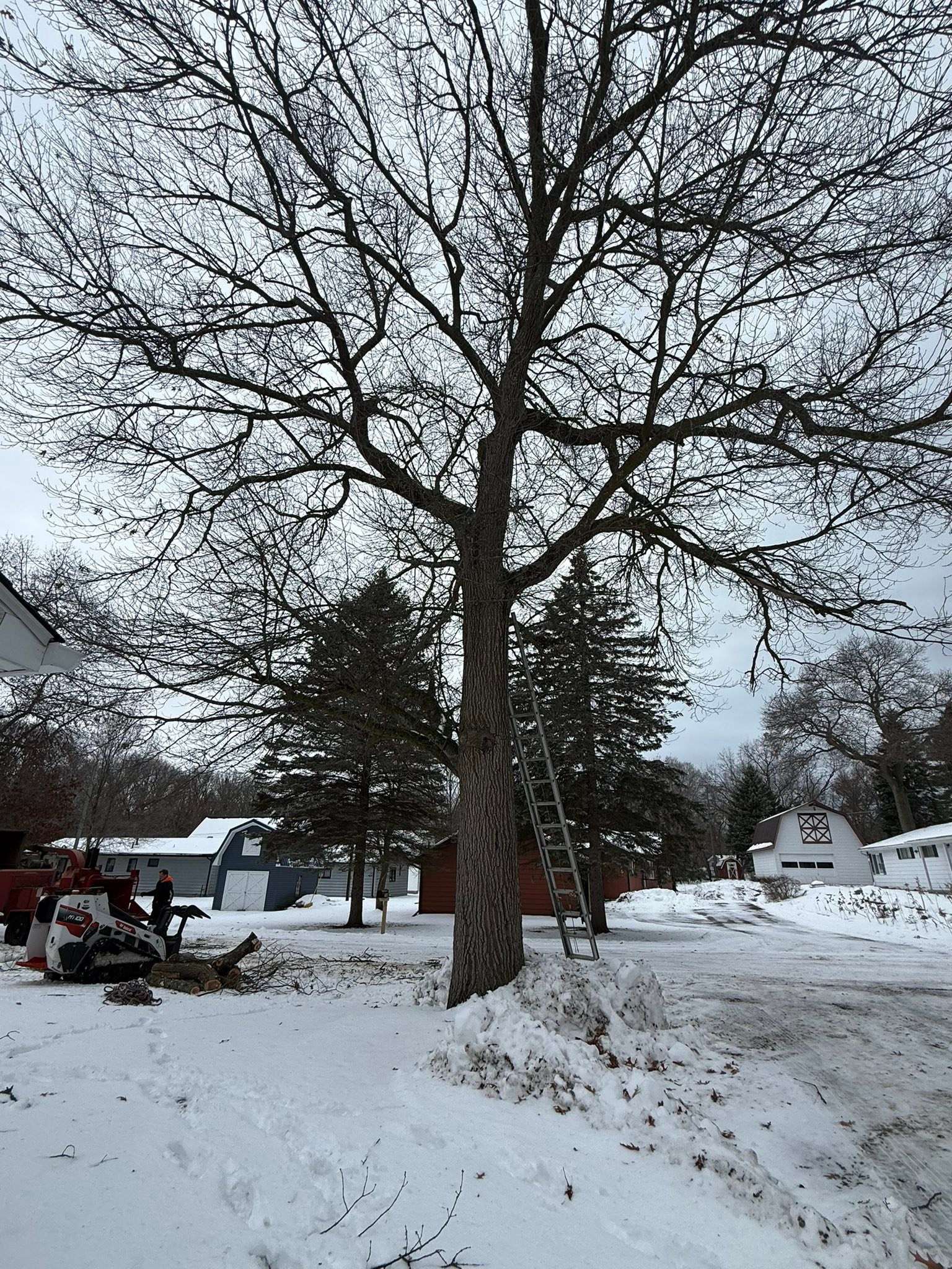 Patriot Tree LLC | Sebewaing MI