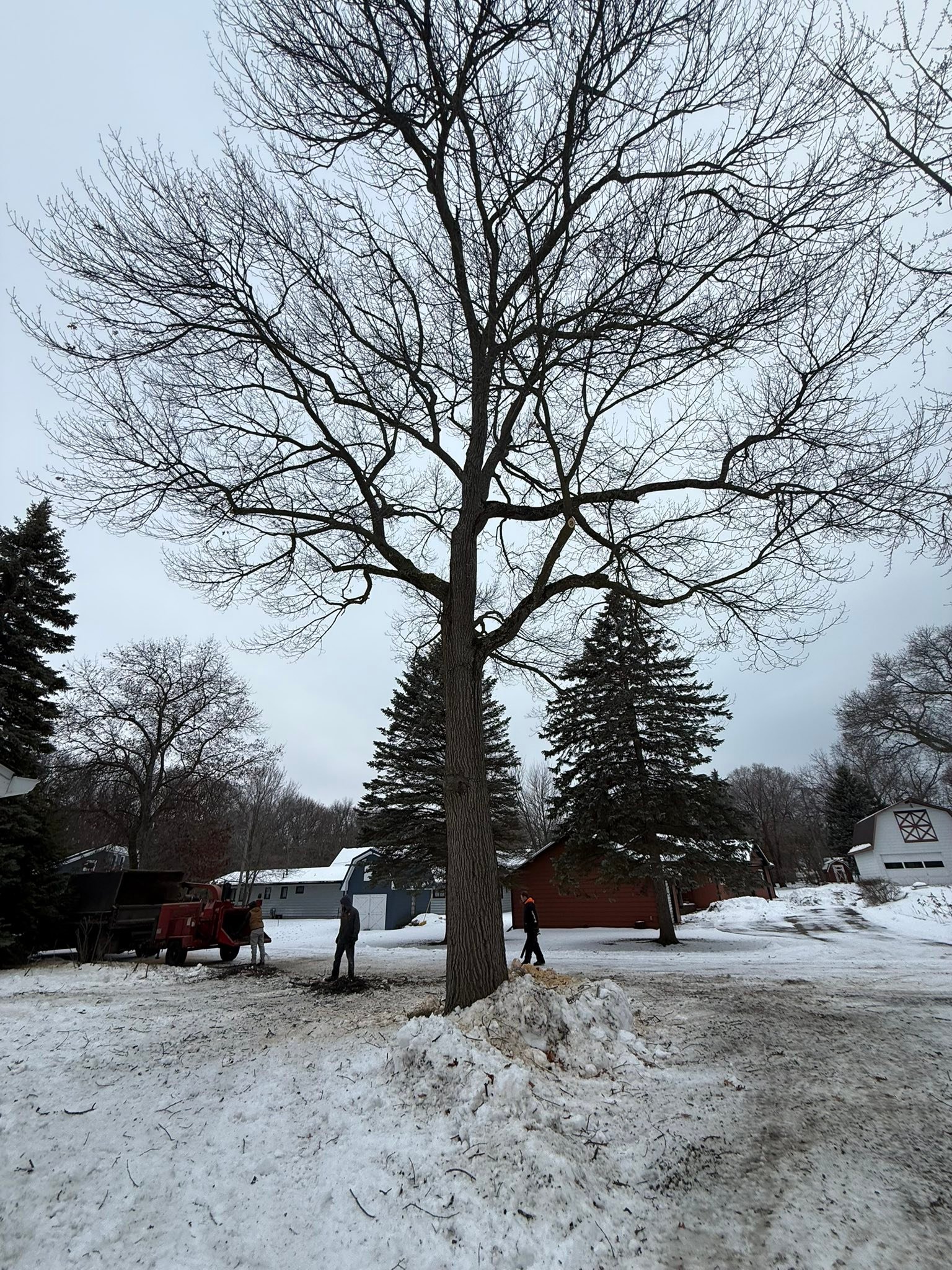 Patriot Tree LLC | Sebewaing MI