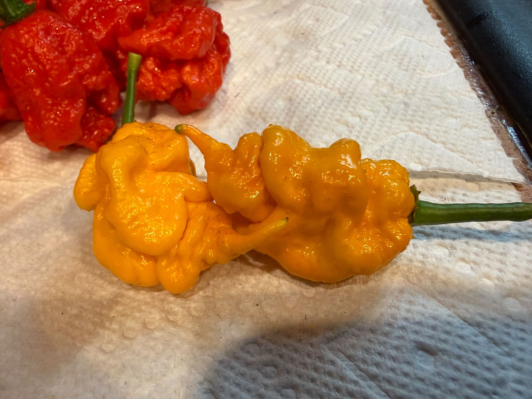Yellow T-Rex peppa #cravingcapsaicin