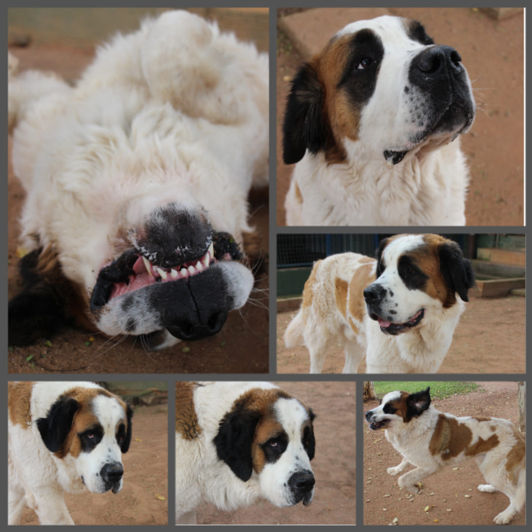 Used St Bernard floofie for sale