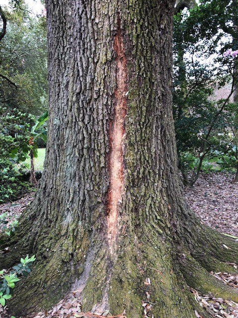 Our urban forest plays an... - Trinity Tree Consultants LLC | Facebook