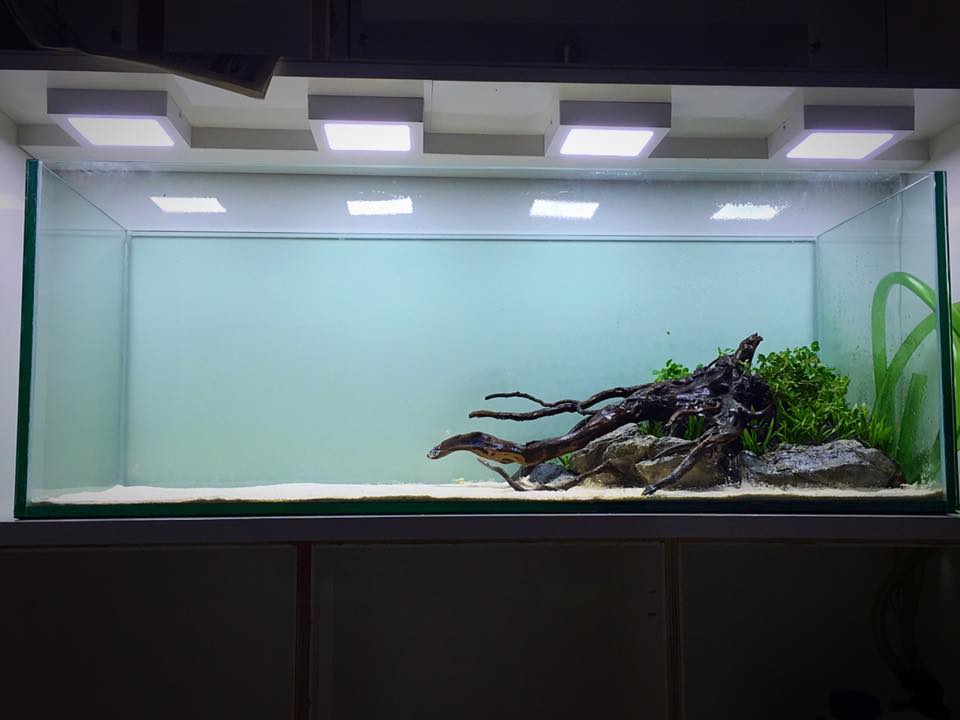 Aquatrees Aquascaping | Palghat