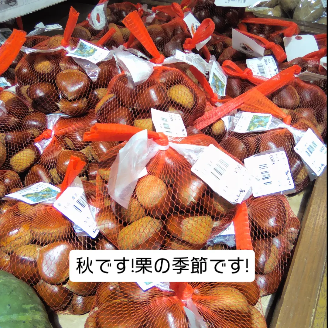 長〜いさやが特徴の三尺ささげ、登場しています🫛 見た目は長い